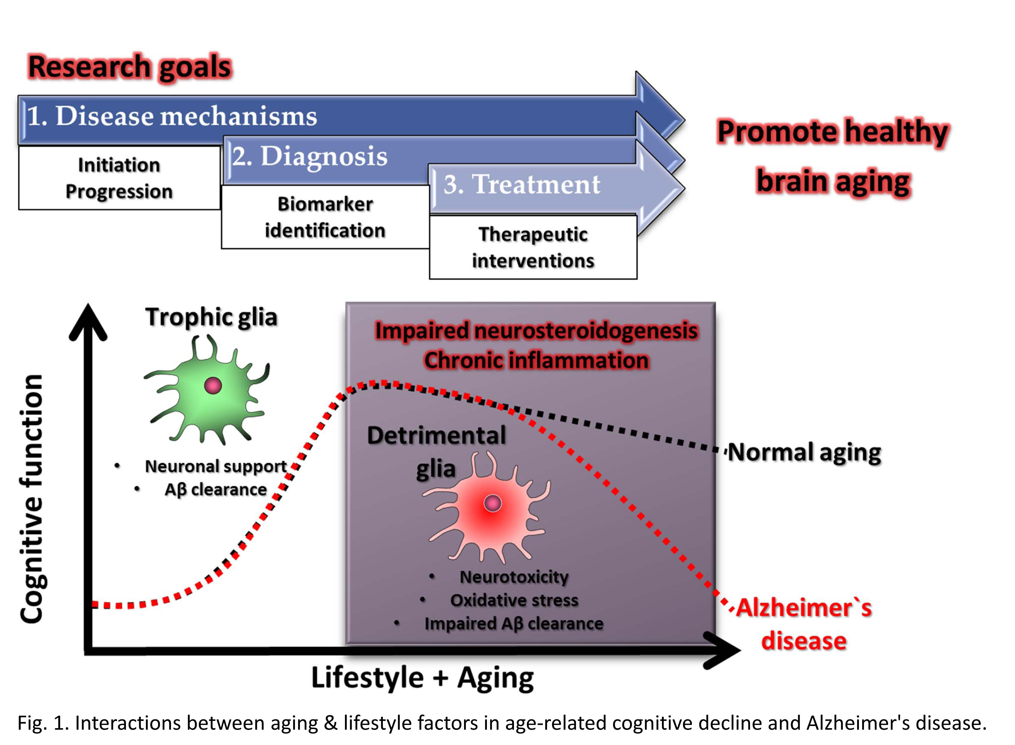 Research Neurobiology of Aging & Disease Laboratory